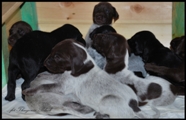 wye niemiecki, spinone italiano