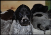 wye niemiecki, spinone italiano