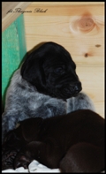 wye niemiecki, spinone italiano