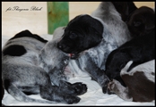 wye niemiecki, spinone italiano