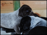 wye niemiecki, spinone italiano