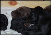 wye niemiecki, spinone italiano