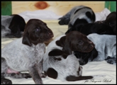 wye niemiecki, spinone italiano