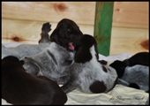 wye niemiecki, spinone italiano