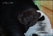 wye niemiecki, spinone italiano