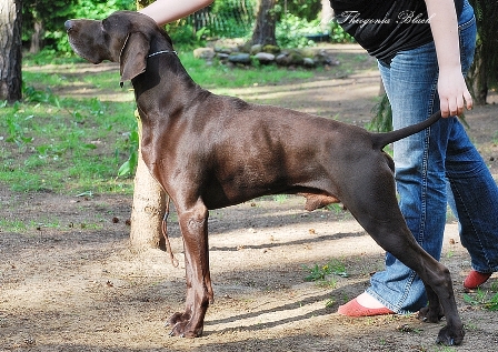 wye niemiecki, spinone italiano