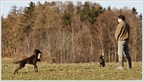 wye niemiecki, spinone italiano