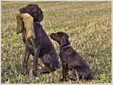 wye niemiecki, spinone italiano