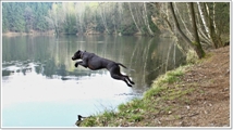 wye niemiecki, spinone italiano