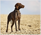 wye niemiecki, spinone italiano