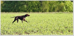 wye niemiecki, spinone italiano