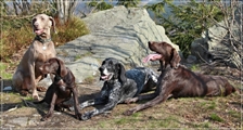 wye niemiecki, spinone italiano