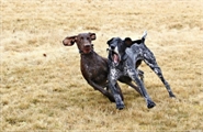 wye niemiecki, spinone italiano