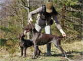 wye niemiecki, spinone italiano