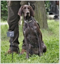 wye niemiecki, spinone italiano