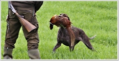 wye niemiecki, spinone italiano