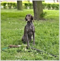 wye niemiecki, spinone italiano