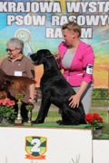 wye niemiecki, spinone italiano