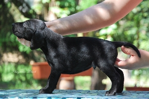 wye niemiecki, spinone italiano