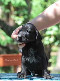 wye niemiecki, spinone italiano