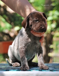 wye niemiecki, spinone italiano