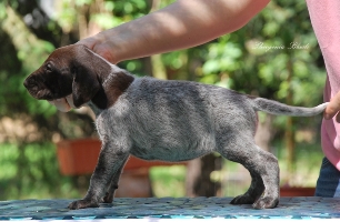 wye niemiecki, spinone italiano