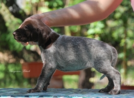 wye niemiecki, spinone italiano