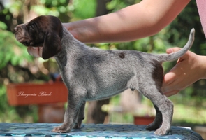 wye niemiecki, spinone italiano