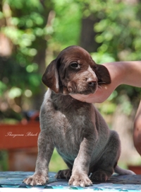 wye niemiecki, spinone italiano