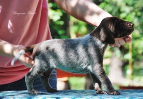 wye niemiecki, spinone italiano