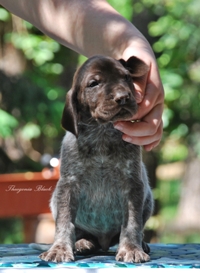 wye niemiecki, spinone italiano