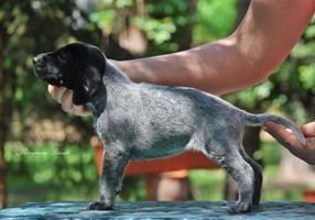 wye niemiecki, spinone italiano