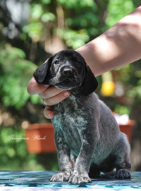 wye niemiecki, spinone italiano
