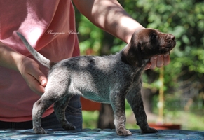 wye niemiecki, spinone italiano
