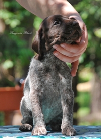 wye niemiecki, spinone italiano