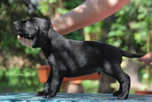 wye niemiecki, spinone italiano