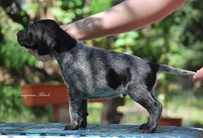 wye niemiecki, spinone italiano