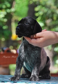 wye niemiecki, spinone italiano