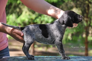 wye niemiecki, spinone italiano