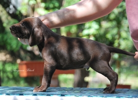 wye niemiecki, spinone italiano