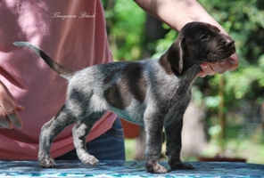 wye niemiecki, spinone italiano