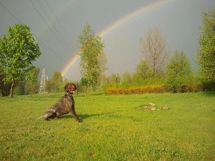 wye niemiecki, spinone italiano