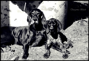 wye niemiecki, spinone italiano