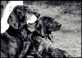 wye niemiecki, spinone italiano