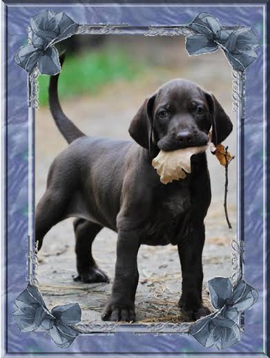 wye niemiecki, spinone italiano