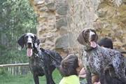 wye niemiecki, spinone italiano