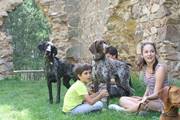 wye niemiecki, spinone italiano