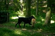 wye niemiecki, spinone italiano