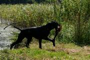 wye niemiecki, spinone italiano
