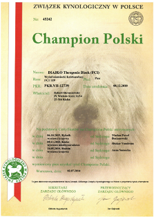wye niemiecki, spinone italiano